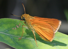 Dion Skipper